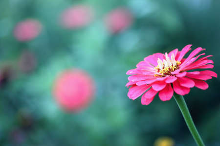 Close up of a beautiful salmon colored Zinnia flower in the garden. Selective focus with blurred...