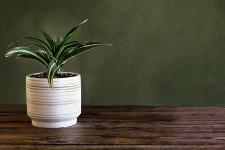 Potted White Jewel, Dracaena Deremensis, houseplant over a rustic wood table against a green background with free space for text.の写真素材