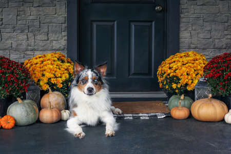 Beautiful juvenile male Blue Merle Australian Shepherd dog lying on a front porch decorated with mums and pumpkins for fall.の写真素材