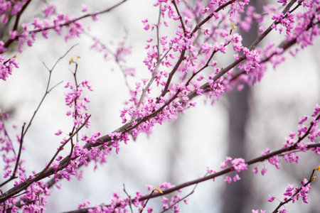 Abstract shot of Eastern Redbud Tree, Cercis Canadensis, native to eastern North America shown here in full bloom in south central Kentucky. Shallow depth of field.の写真素材