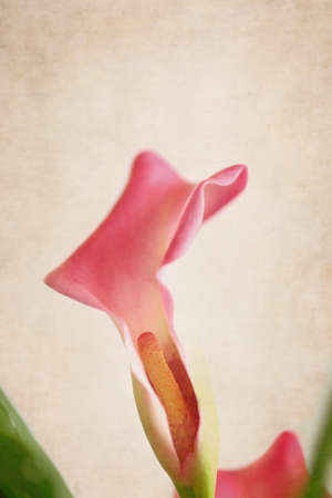 Details of a pink Calla Lily flower. Shallow depth of field with blurred background.の写真素材