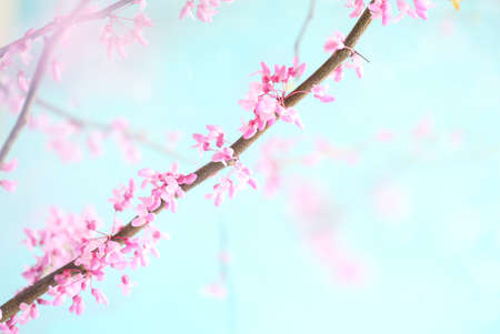 Abstract spring backdrop of beautiful Eastern Redbud Tree blossoms against soft peaceful blue sky. Selective focus with extreme blurred background.の写真素材