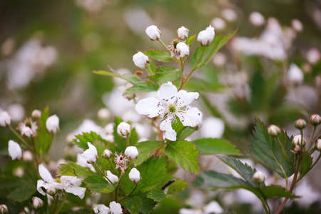 Beautiful plants in spring bloom fruit garden. Blackberry bush with white flowers. Flowering primocane fruiting blackberries of the Rosaceae family.の写真素材