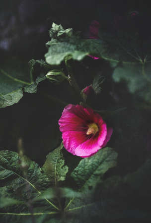 Beautiful textured old fashioned dark pink or purple Hollyhock, Althaea rosea (Alcea rosea), flower growing in a garden. Selective focus Shallow depth of field with a blurred background.の写真素材