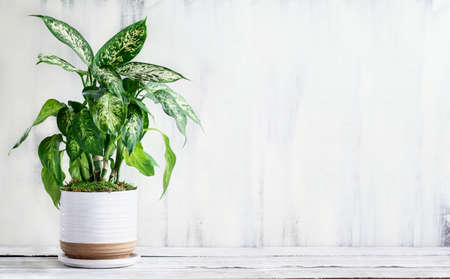 Dumb Cane, Dieffenbachia, a popular houseplant, over a rustic white farmhouse wood table with free space for text.の写真素材