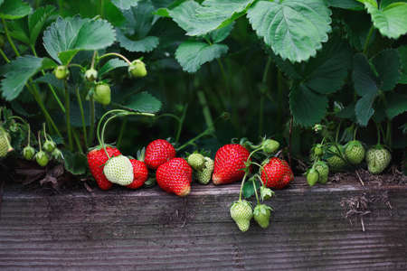 Fresh organic strawberries growing in a raised strawberry bed, with green and red berries. Selective focus.の写真素材