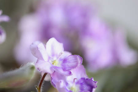 Abstract of an African Violet. Two toned soft purple and white colors with ruffled edge petals. Extreme selective focus with blurred foreground and background.の写真素材