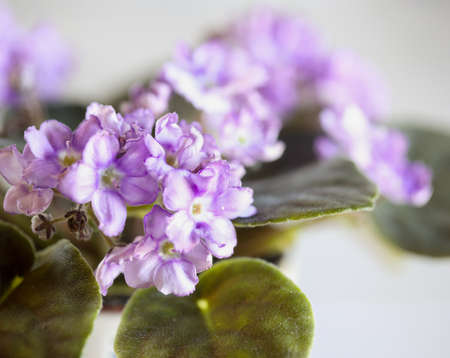 Abstract of an African Violet. Two toned soft purple and white colors with ruffled edge petals. Extreme selective focus with blurred foreground and background.の写真素材