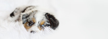Banner of a cute litte pup lying on a fluffy white rug, sound asleep. Selective focus on the sleeping Australian Shepherd puppy's face. He has one blue eye and one green.の写真素材