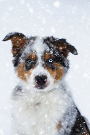 Beautiful juvenile male Blue Merle Australian Shepherd puppy sitting in the snow.  Selective focus with blurred background.の写真素材