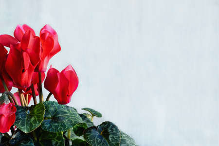 Potted red Cyclamen, Persian violet, houseplant with free space for text. Selective focus with blurred background and foreground.の写真素材