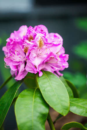 Rhododendron 'Minnetonka' bush blooming in spring with selective focus and extreme blurred background.の写真素材