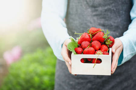 Young organic woman farmer wearing a grey apron holding a box full of fresh organic strawberries out in  her hands. Selective focus with blurred background.の写真素材
