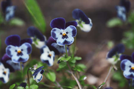 Dark blue and grey Pansy flowers in the garden, also know as Viola tricolor variety hortensis. Spring and Autumn annual plant. Selective focus with blurred background.の写真素材