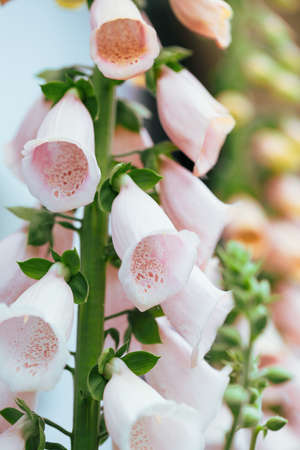 Closeup of a pink apricot color Foxglove Digitalis flower stalk. Selective focus with extreme shallow depth of field.の写真素材