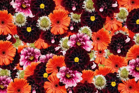 Colorful abstract of mixed floral background. Collage of photos of multi colored summer flowers. Top view.の写真素材