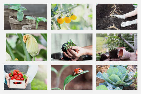 Collage of organic garden images, including woman gardening planting asparagus, tomato seelings, potted plants and a lady bug.の写真素材