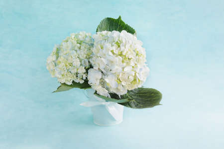 Flower arrangement bouquet of three large white and blue hydrangeas against a bluish teal backdrop. Selective focus with blurred foreground and background. Perfect for Mother's Day.の写真素材