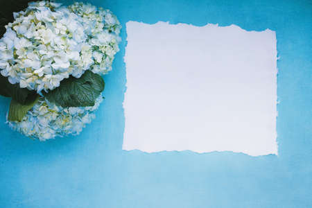 Flatlay of three large mophead white and blue hydrangeas lying on a light blue background with blank...