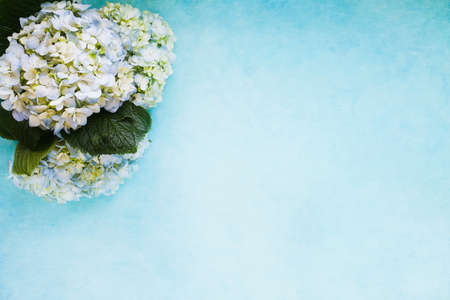 Flatlay of three large mophead white and blue hydrangeas lying on a light blue background with free space for text. Top view. Perfect for Mother's Day.の写真素材