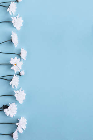 Overhead top view of a row of white chamomile daisy flowers on pastel blue color paper background.