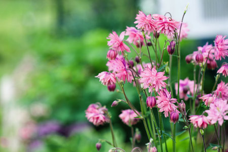 Abstract of lovely Aquilegia vulgaris 'Clementine Salmon-Rose' blossoms in the flower garden. Selective focus with blurred foreground and background.の写真素材