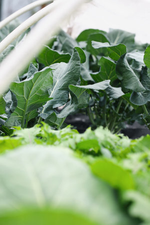 Abstract view of organic broccoli plants growing in a raised bed hoop tunnel with other veggies....