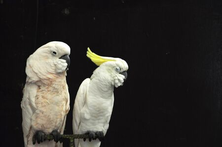 Two White Parrotsの写真素材