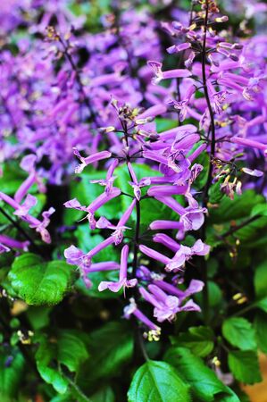 Purple Flowers with Green Leafの写真素材