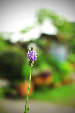 Small Purple Flowerの写真素材