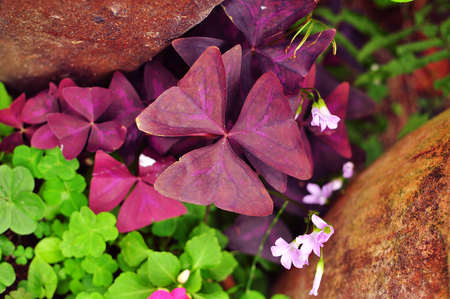 variety of colourful potted plant with 3 petals in purple red, gardening as hobbyの写真素材