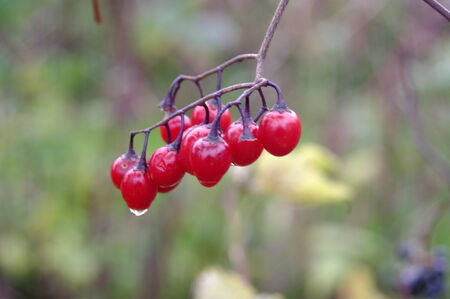 Red fall berries on the vineの写真素材