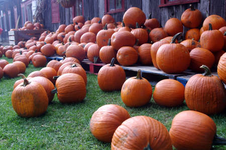 A pile of pumpkins in a wooden crate on a farmの写真素材