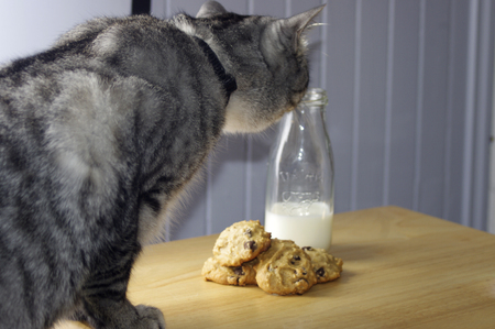 homemade chocolate chip cookies with milk and catの写真素材