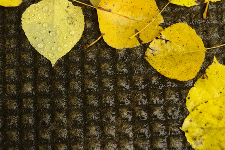 Yellow levees on textured sidewalkの写真素材
