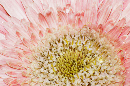 close up of pink daisy pedalsの写真素材