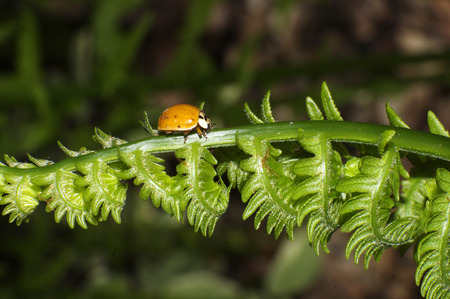 red ladybug on fern leafの写真素材