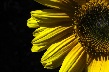 close up of yellow sunflower on black backgroundの写真素材