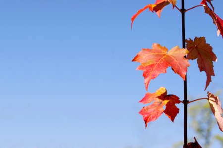 Small tree with red maple leaves on blue background