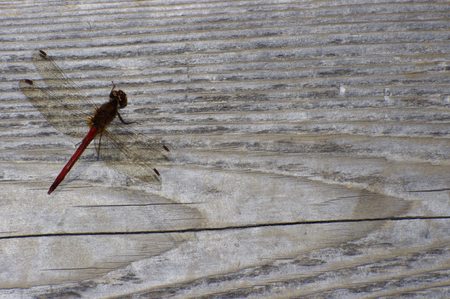 Red dragonfly on wood backgroundの写真素材