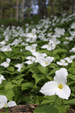 Field of Trillium flowers in woodsの写真素材