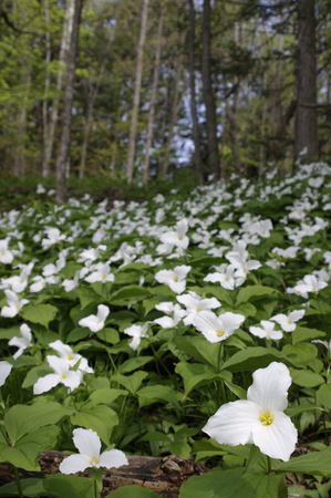 Field of Trillium flowers in woodsの写真素材