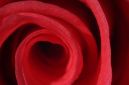 Close up of the middle of coral rose petalsの写真素材