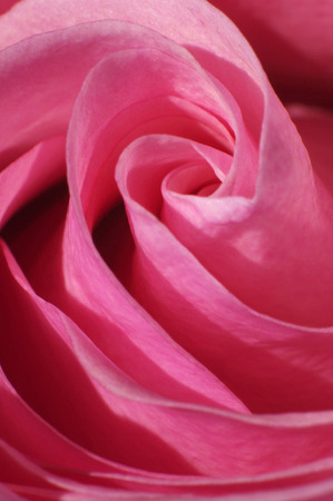 Close up of the middle of pink rose petalsの写真素材