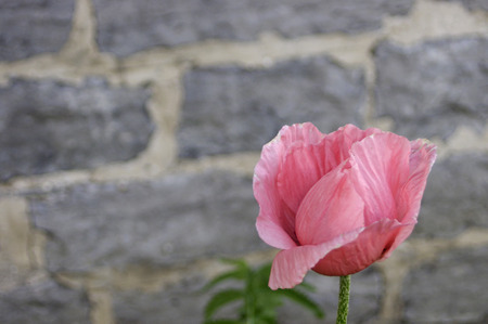 Single pink poppy flower on a gray stone background with copy spaceの写真素材