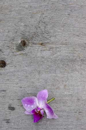 Single purple orchid flower on gray wood background with copy spaceの写真素材