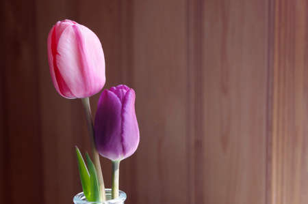 one purple one pink closed tulip blooms on wood