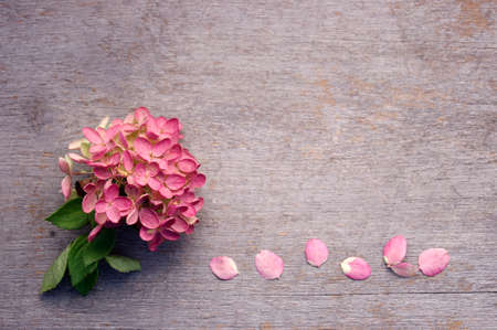 light pink hydrangea flower bunch on rustic wood background with copy space