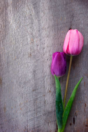 one purple one pink closed tulip blooms on rustic wood background with copy spaceの写真素材