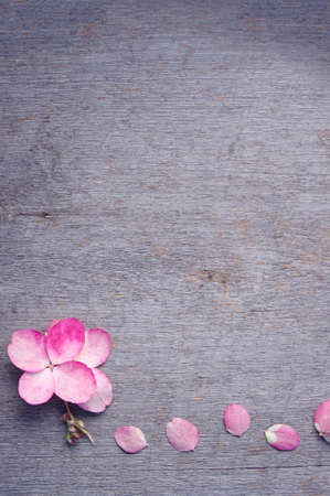 light pink hydrangea flower bloom on rustic wood background with copy space